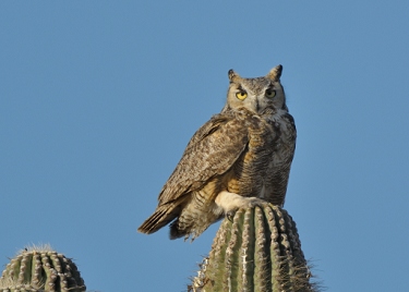 April 3, 2013<br>North Phoenix, AZ<br>Great Horned Owl